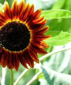 Indian Blanket Sunflower Seeds - Helianthus Annuus Mixed Colors Flower Seeds - Image 5