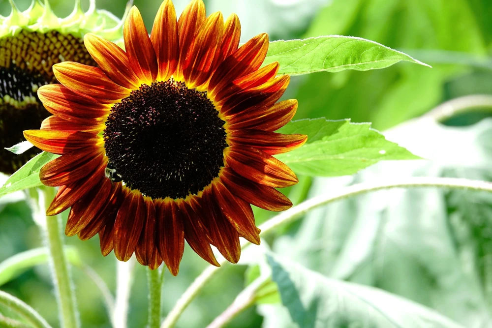 Indian Blanket Sunflower Seeds - Helianthus Annuus Mixed Colors Flower Seeds - Image 5
