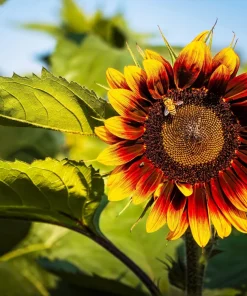 Indian Blanket Sunflower Seeds - Helianthus Annuus Mixed Colors Flower Seeds - Image 6