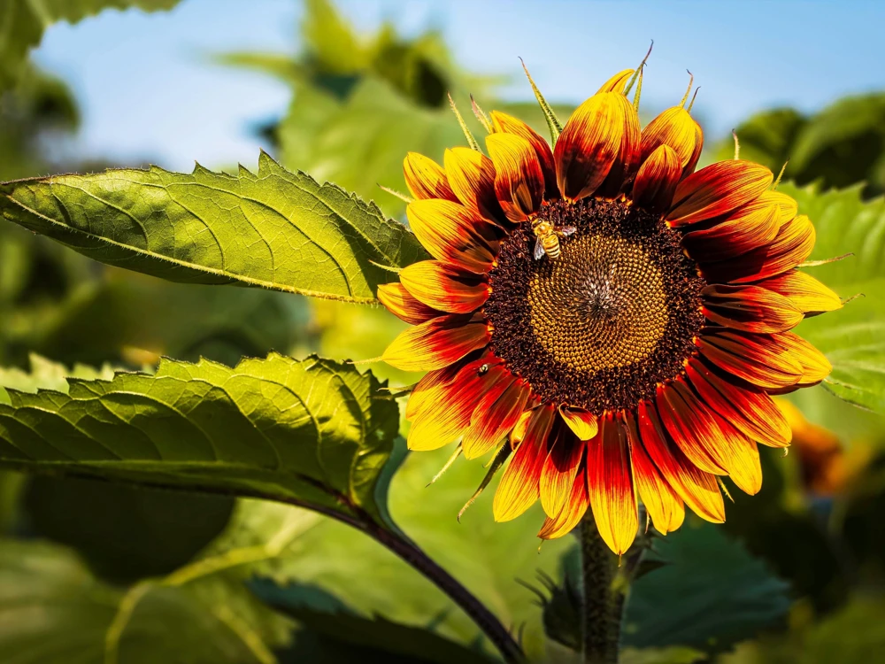 Indian Blanket Sunflower Seeds - Helianthus Annuus Mixed Colors Flower Seeds - Image 6
