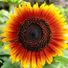 Indian Blanket Sunflower Seeds - Helianthus Annuus Mixed Colors Flower Seeds - Image 1