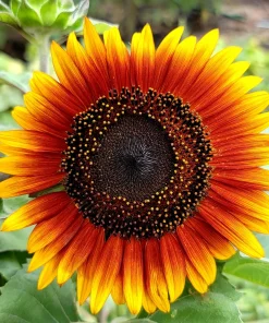 Indian Blanket Sunflower Seeds - Helianthus Annuus Mixed Colors Flower Seeds - Image 1