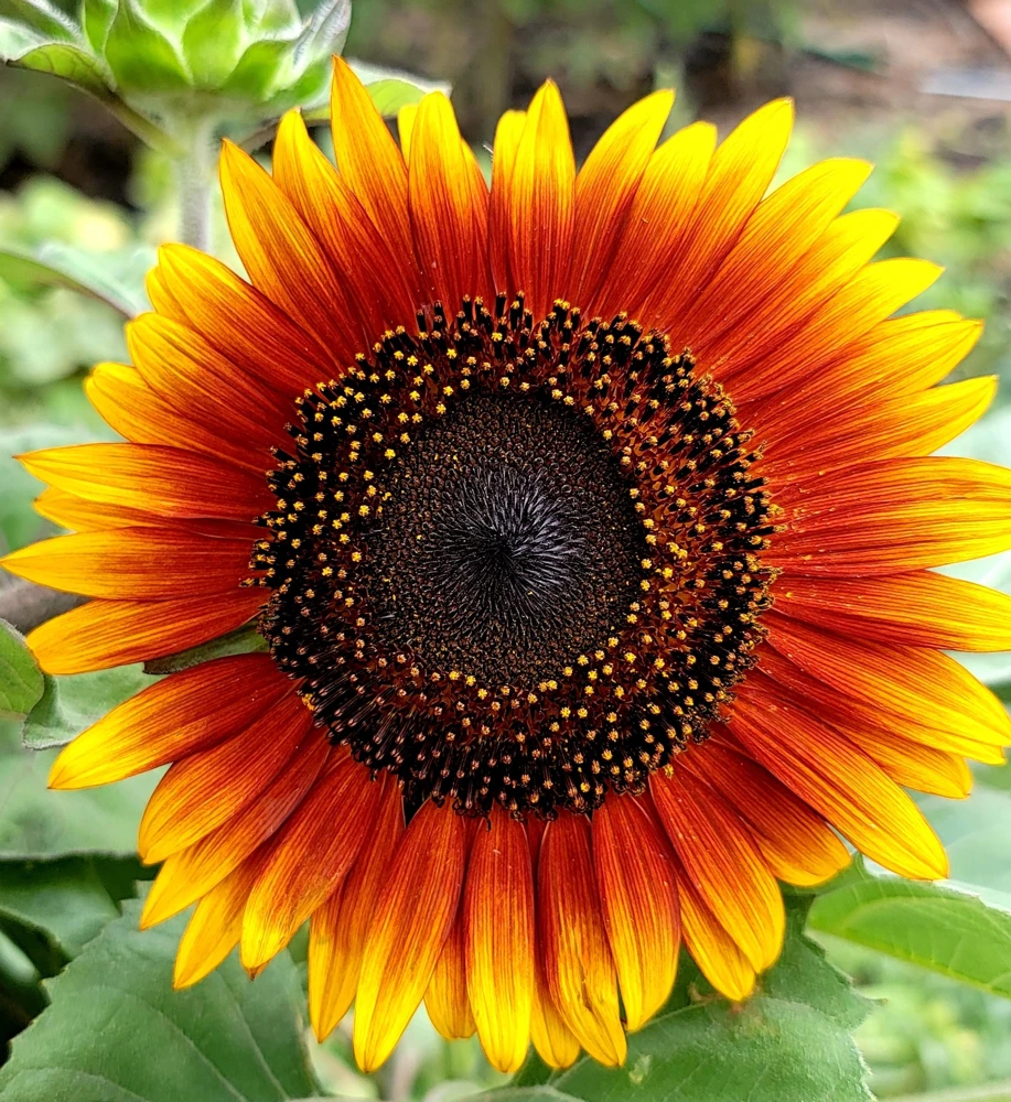 Indian Blanket Sunflower Seeds - Helianthus Annuus Mixed Colors Flower Seeds - Image 1