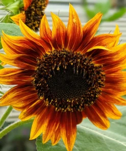 Indian Blanket Sunflower Seeds - Helianthus Annuus Mixed Colors Flower Seeds - Image 7