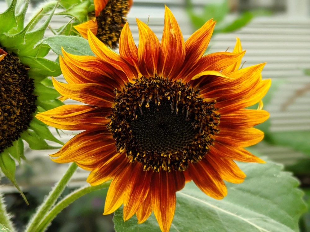 Indian Blanket Sunflower Seeds - Helianthus Annuus Mixed Colors Flower Seeds - Image 7