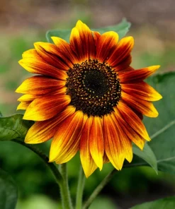 Indian Blanket Sunflower Seeds - Helianthus Annuus Mixed Colors Flower Seeds - Image 8