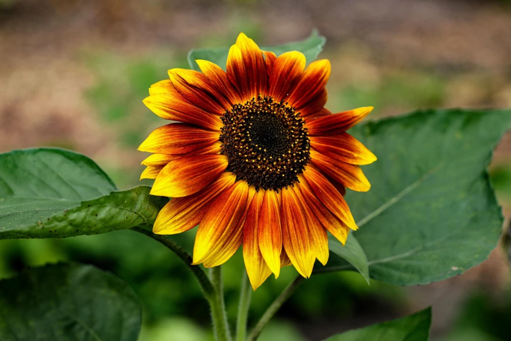 Indian Blanket Sunflower Seeds - Helianthus Annuus Mixed Colors Flower Seeds - Image 8