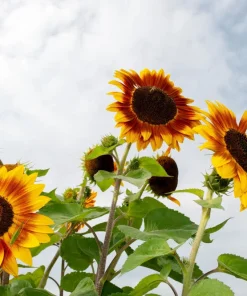 Indian Blanket Sunflower Seeds - Helianthus Annuus Mixed Colors Flower Seeds - Image 9