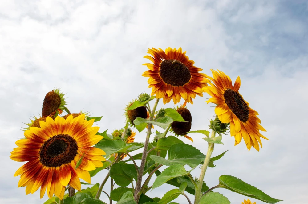 Indian Blanket Sunflower Seeds - Helianthus Annuus Mixed Colors Flower Seeds - Image 9