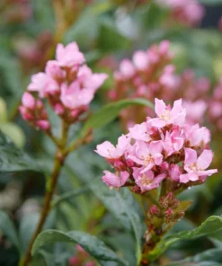 Indian Hawthorn Live Plant – La Vida Mas – 4