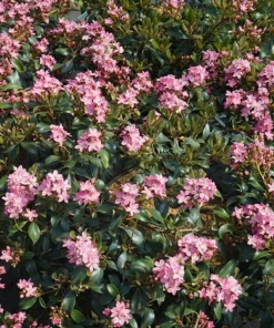 Indian Hawthorn Live Plant – La Vida Mas – 4