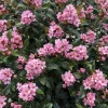 Indian Hawthorn Live Plant – La Vida Mas – 4" Pot – Pink Reblooming Shrub - Image 1