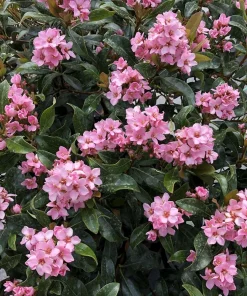 Indian Hawthorn Live Plant – La Vida Mas – 4