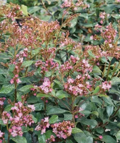 Indian Hawthorn Live Plant – Rhaphiolepis Indica – Pink Flowers – 4 inch Pot - Image 2