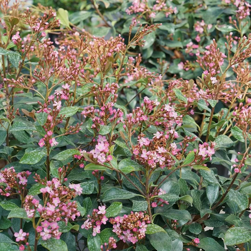 Indian Hawthorn Live Plant – Rhaphiolepis Indica – Pink Flowers – 4 inch Pot - Image 2