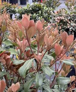 Indian Hawthorn Live Plant – Rhaphiolepis Indica – Pink Flowers – 4 inch Pot - Image 3