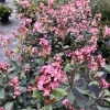 Indian Hawthorn Live Plant – Rhaphiolepis Indica – Pink Flowers – 4 inch Pot - Image 1