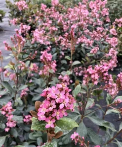 Indian Hawthorn Live Plant – Rhaphiolepis Indica – Pink Flowers – 4 inch Pot - Image 1