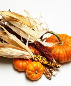 Indian Mini Mix Corn Seeds - 50 Count Ornamental Zea Mays Vegetable - Image 10