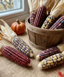 Indian Mini Mix Corn Seeds - 50 Count Ornamental Zea Mays Vegetable - Image 1