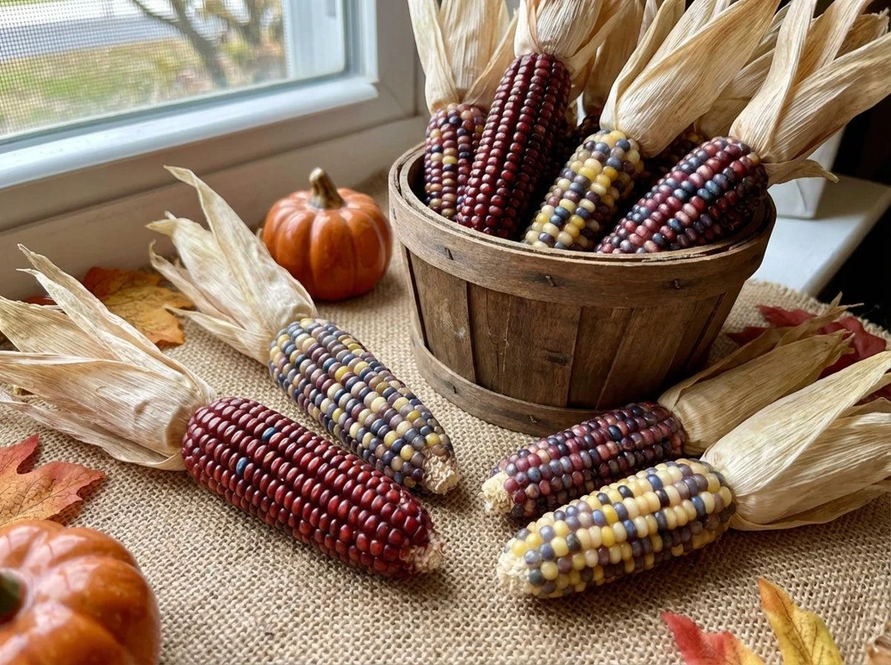 Indian Mini Mix Corn Seeds - 50 Count Ornamental Zea Mays Vegetable - Image 1