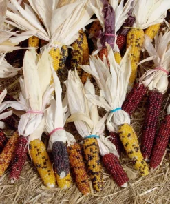 Indian Mini Mix Corn Seeds - 50 Count Ornamental Zea Mays Vegetable - Image 2