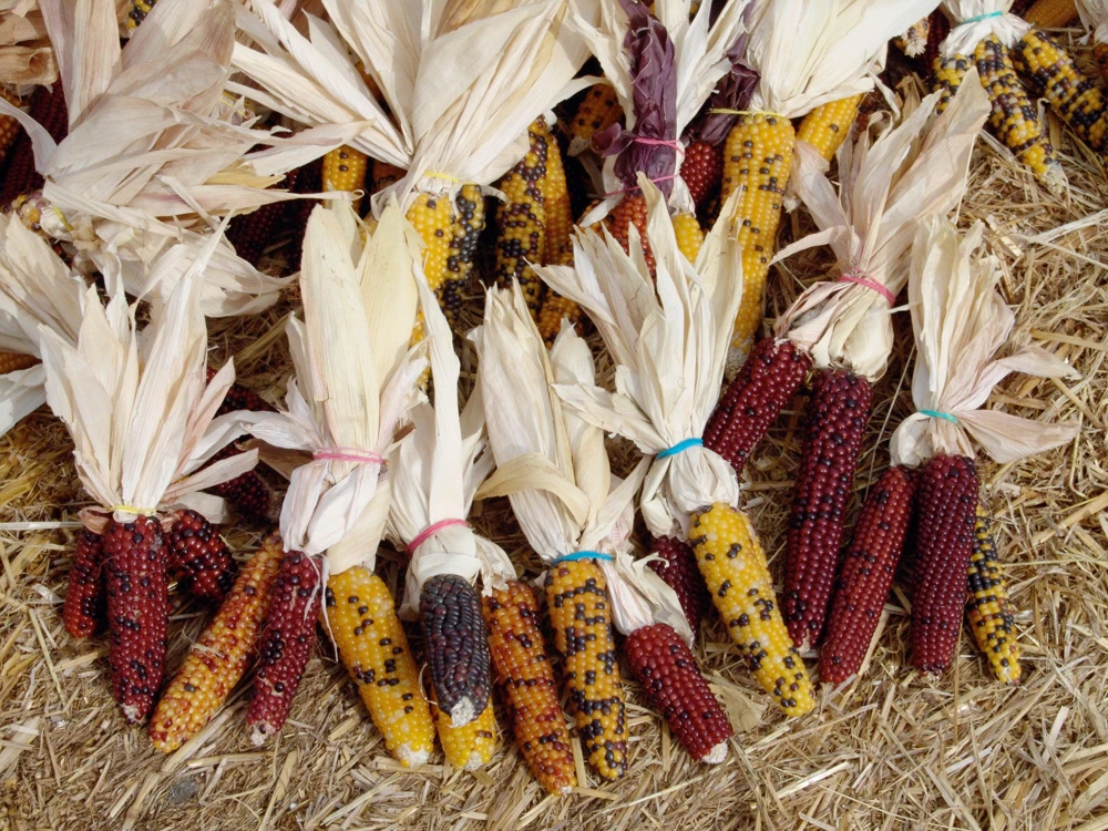 Indian Mini Mix Corn Seeds - 50 Count Ornamental Zea Mays Vegetable - Image 2