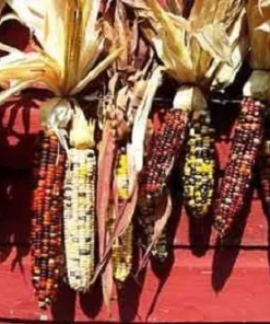 Indian Mini Mix Corn Seeds - 50 Count Ornamental Zea Mays Vegetable - Image 4