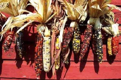 Indian Mini Mix Corn Seeds - 50 Count Ornamental Zea Mays Vegetable - Image 4