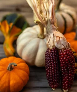 Indian Mini Mix Corn Seeds - 50 Count Ornamental Zea Mays Vegetable - Image 5