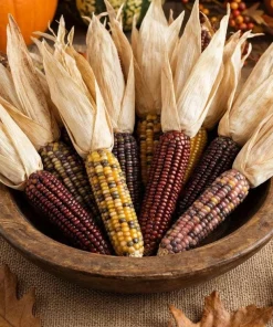 Indian Mini Mix Corn Seeds - 50 Count Ornamental Zea Mays Vegetable - Image 6