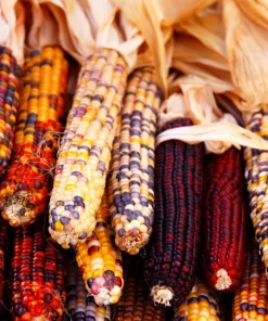 Indian Mini Mix Corn Seeds - 50 Count Ornamental Zea Mays Vegetable - Image 8