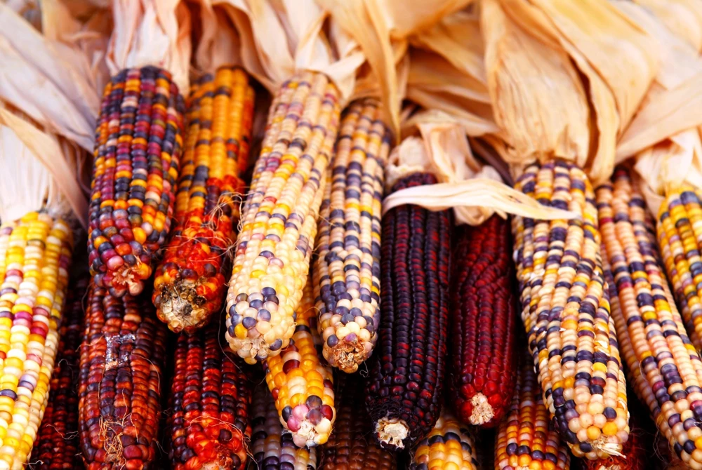 Indian Mini Mix Corn Seeds - 50 Count Ornamental Zea Mays Vegetable - Image 8