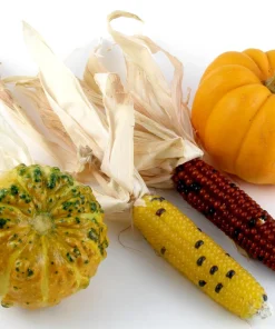 Indian Mini Mix Corn Seeds - 50 Count Ornamental Zea Mays Vegetable - Image 9