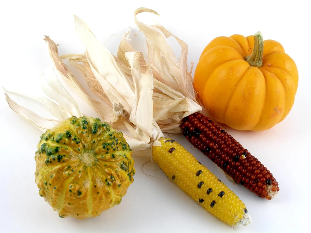 Indian Mini Mix Corn Seeds - 50 Count Ornamental Zea Mays Vegetable - Image 9