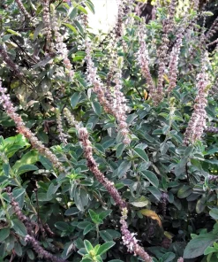 Indian Patchouli Seeds – Pogostemon Heyneanus – Fragrant Herb Shrub – 10 Count - Image 2