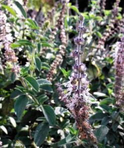 Indian Patchouli Seeds – Pogostemon Heyneanus – Fragrant Herb Shrub – 10 Count - Image 3