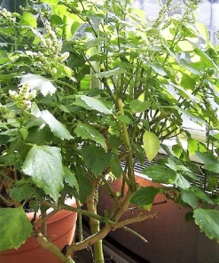Indian Patchouli Seeds – Pogostemon Heyneanus – Fragrant Herb Shrub – 10 Count - Image 4
