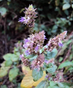 Indian Patchouli Seeds – Pogostemon Heyneanus – Fragrant Herb Shrub – 10 Count - Image 5