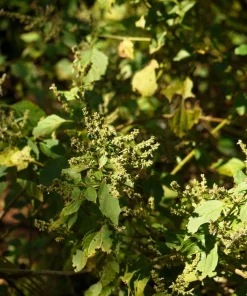 Indian Patchouli Seeds – Pogostemon Heyneanus – Fragrant Herb Shrub – 10 Count - Image 6