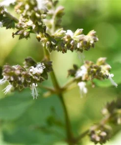 Indian Patchouli Seeds – Pogostemon Heyneanus – Fragrant Herb Shrub – 10 Count - Image 7