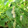 Indian Patchouli Seeds – Pogostemon Heyneanus – Fragrant Herb Shrub – 10 Count - Image 1