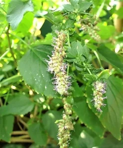 Indian Patchouli Seeds – Pogostemon Heyneanus – Fragrant Herb Shrub – 10 Count - Image 1