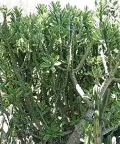 Indian Spurge Tree Live Plant - Euphorbia Neriifolia - 2 Pack 2