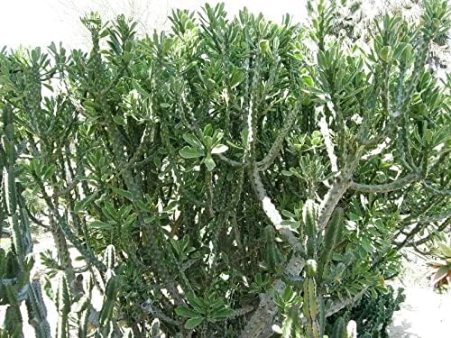 Indian Spurge Tree Live Plant - Euphorbia Neriifolia - 2 Pack 2" Pots - Outdoor/Indoor - Image 2