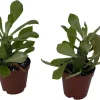 Indian Spurge Tree Live Plant - Euphorbia Neriifolia - 2 Pack 2" Pots - Outdoor/Indoor - Image 1
