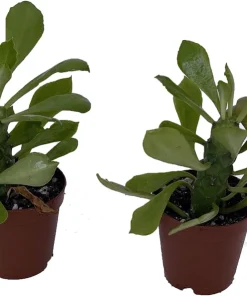 Indian Spurge Tree Live Plant - Euphorbia Neriifolia - 2 Pack 2