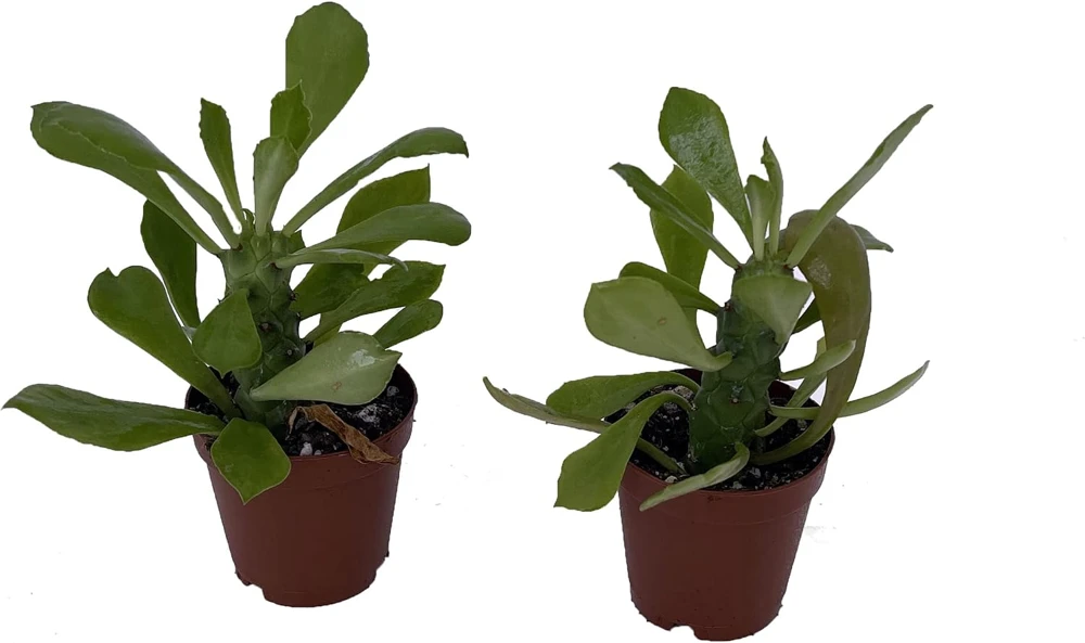 Indian Spurge Tree Live Plant - Euphorbia Neriifolia - 2 Pack 2" Pots - Outdoor/Indoor - Image 1