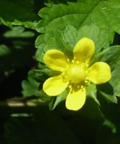 Indian Strawberry Seeds - 50 Seed Pack - Duchesnea Indica - Ground Cover - Image 2