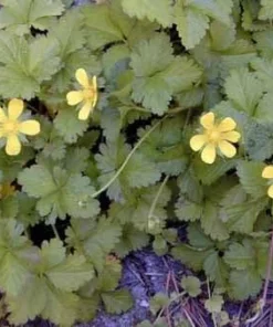 Indian Strawberry Seeds - 50 Seed Pack - Duchesnea Indica - Ground Cover - Image 3